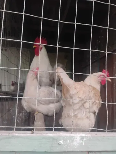 Vendo ovos fértil de galinhas Rhode Island red e almeralcanas e novogen tinted