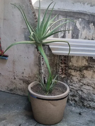 Vaso Babosa