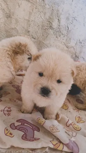 Chow Chow Primitivo RAÇA PURA - Macho R500 / Fêmea R600