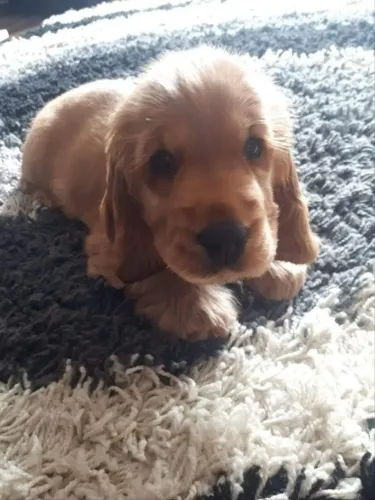 Cocker spaniel fofo e brincalhao 