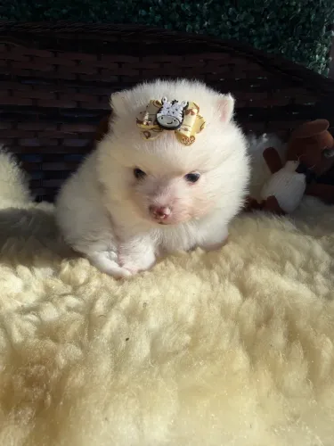 Lulu da Pomerania