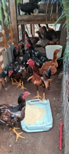 Vendo frangos e frangas índios gigantes