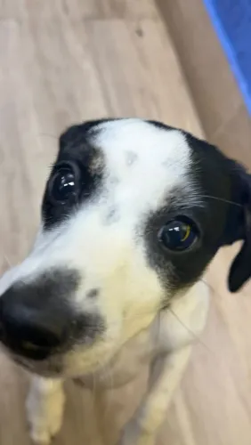 Doação de cachorro
