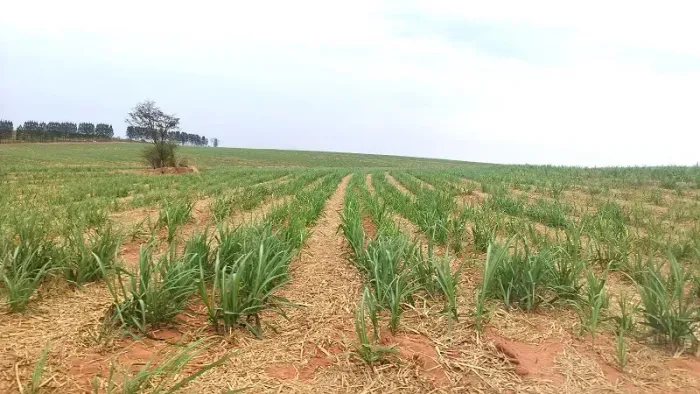 CANA - PECUÁRIA - Área Rural 100 Alqueires