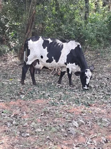 Vendo Vacas Leiteiras