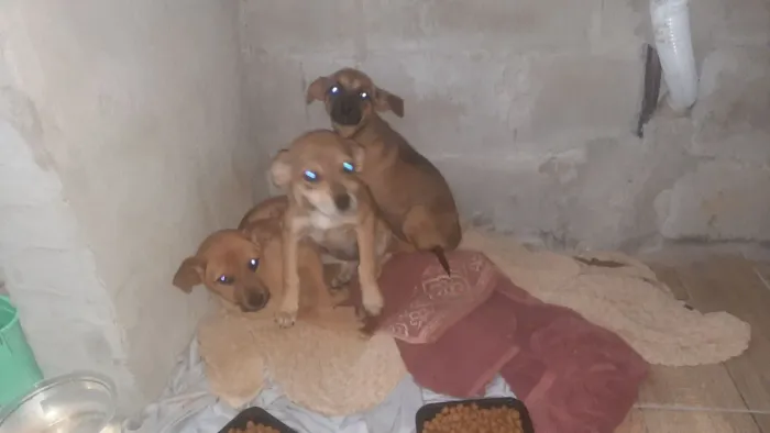 Doa se 3 cachorros abandonados