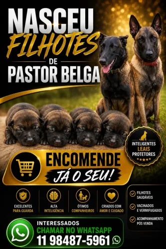 Cachorro Pastor Belga de Malinoas 