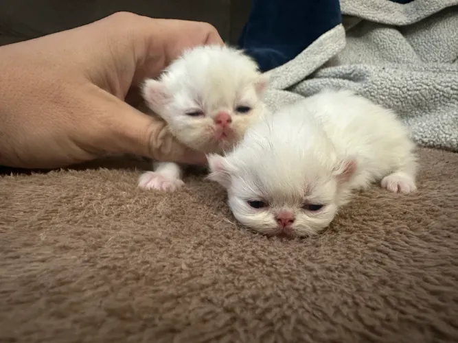 Filhotes de gatos Persas Puros