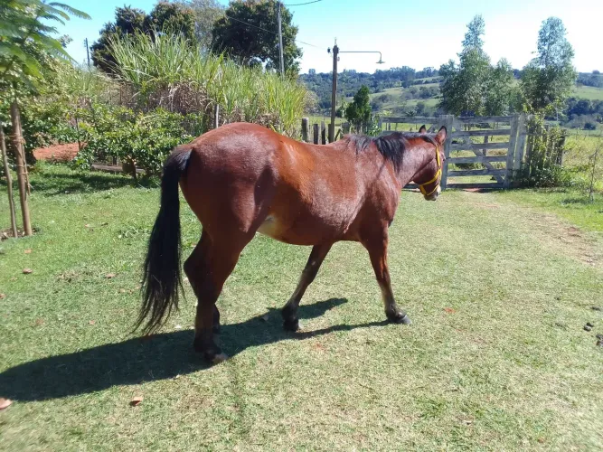 Pra negocio cavalo muito manço. 