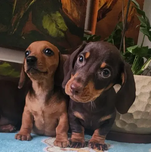 Dachshund - Chocolate, Arlequim a Pronta Entrega.