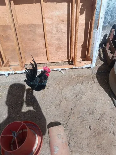 Galo garnize mini  