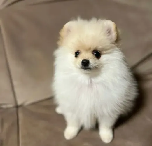 Cachorro Lulu da Pomerania filhote com valor promocional até domingo