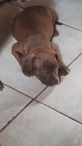 Filhote de Pit Bull macho red nose disponível parcela no cartão de crédito