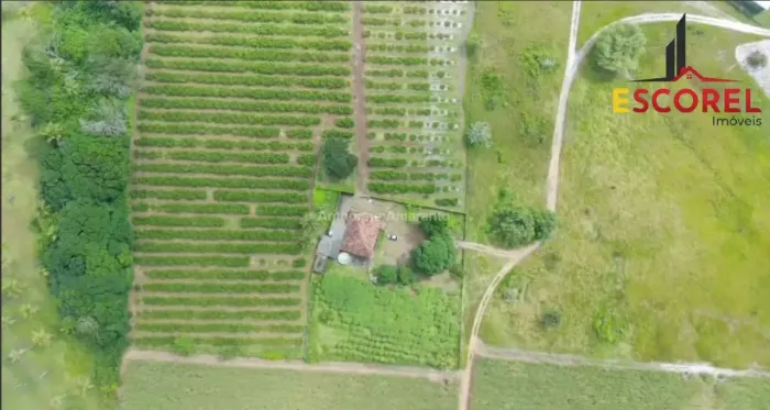 Propriedade produtiva para venda possui 4,2 hectares em Alhandra - PB