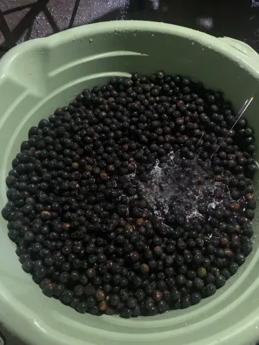 Caroço de açaí pra plantar