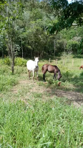 Vendo Égua com potra de 1 ano