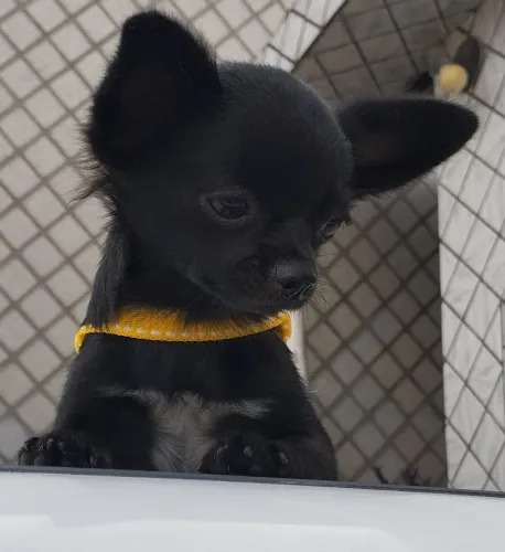 CHIHUAHUA MACHO