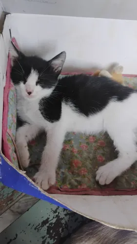 Gatinha filhote fêmea para doação