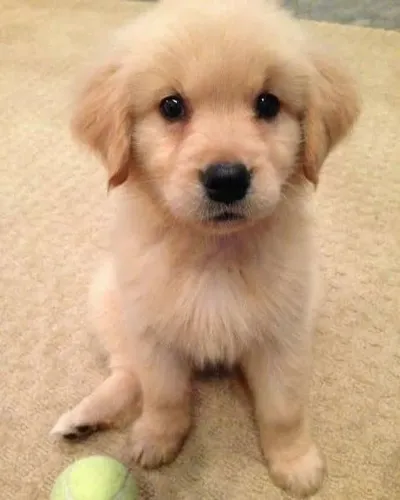 Filhote de Golden Retriever - ama roubar uma comidinha 