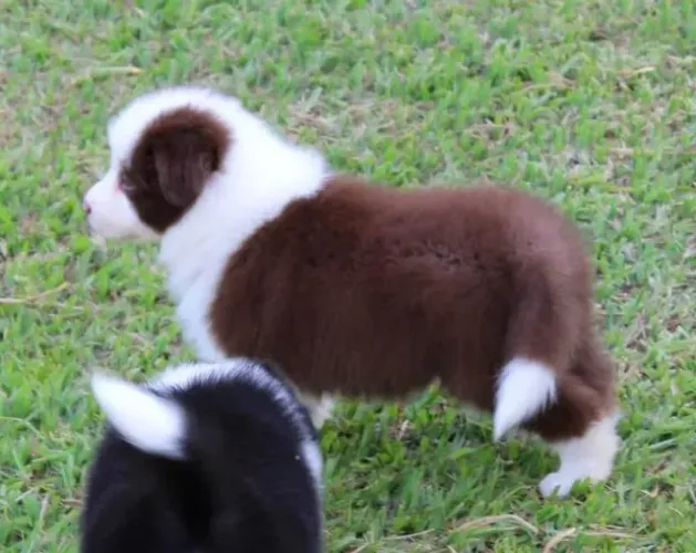 Border Collie Linhagens campeã, e pais importados