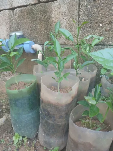 Mudas de árvores frutíferas
