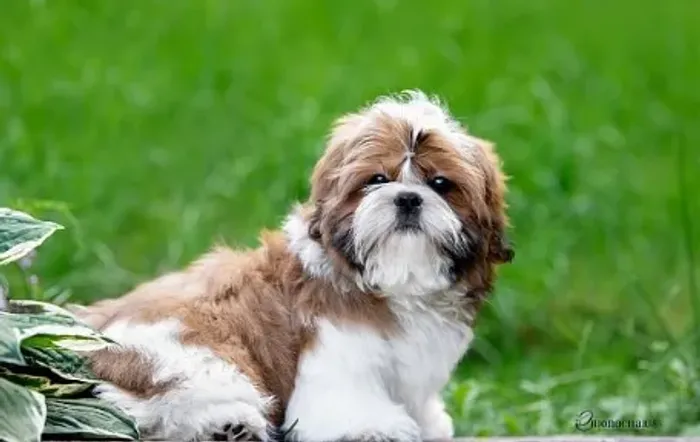 Shih-Tzu Fêmea: Uma Pequena Princesa para Sua Família