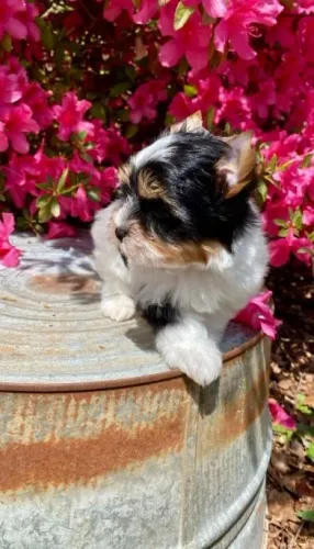  Biewer Terrier incrível seu novo melhor.
