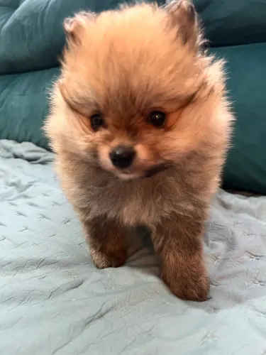 Lulu da Pomerania