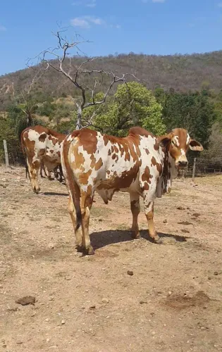 Touro PO nelore pintado