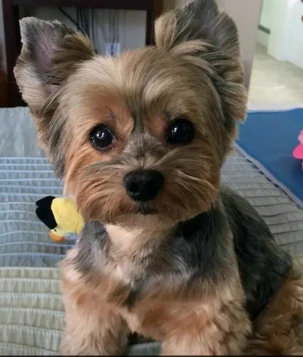 Yorkshire Terrier Filhote - Fofura em 4 Patas!