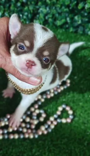 Chihuahua fêmea de pelagem curta branca e chocolate.  Um encanto de filhote!!!