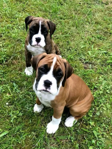 Filhotes de boxer , qualquer esforço é possível 