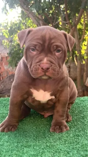 Filhotes de Pitbull,  o padrão de autoridade que vc precisa 