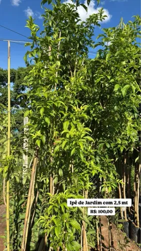 Ipê de Jardim com 2,5 mt