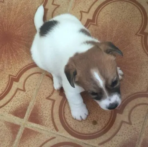Jack Russel Filhote macho tricolor com pedigree!!