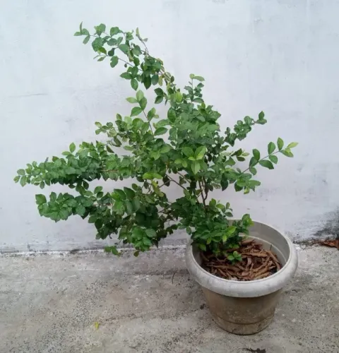 Muda de acerola em vaso