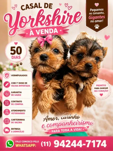 Lindo casal de YorkShire, disponivel, tamanho Mini