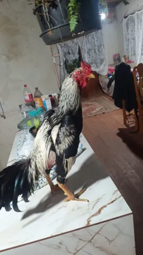Galo índio prata