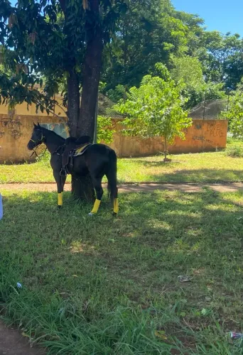 Cavalo