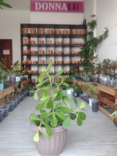 Plantas