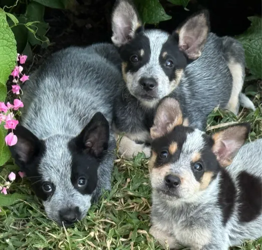 Filhotes de Boiadeiro Australiano- Blue Heeler e Red Heeler a venda.