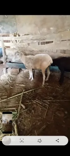 Ovelha prenha