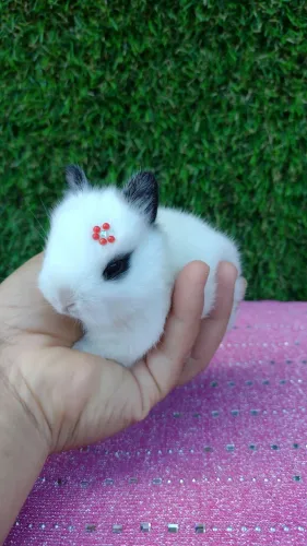 Netherland dwarf linhagem importada 