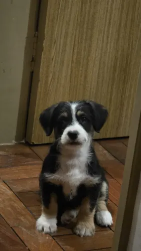 Cachorro 