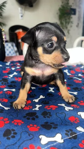 Pinscher Macho Canela Seca ÚLTIMO FILHOTE
