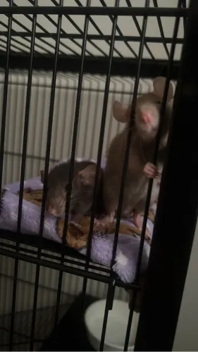 Rato Twister