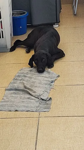 estou doando uma cachorrinha fêmea com dois anos 