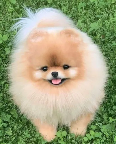 Filhote Spitz Alemão, Rabinhos Abanando e Olhinhos Brilhando
