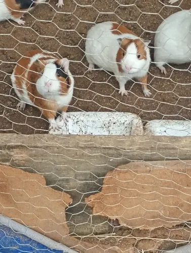 Pequenos porquinhos da índia!!