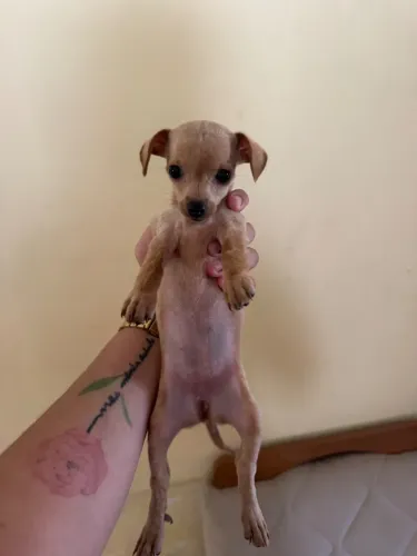 pinscher 